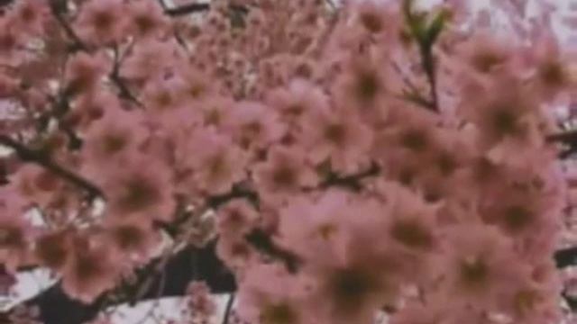 MONA ROZA söz SEZAİ KARAKOÇ yorum RASİM KULUÖZTÜRK смотреть онлайн