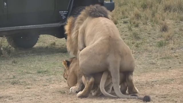 Wild Animals Mating 😨 18+ only #wildlife #lion смотреть онлайн