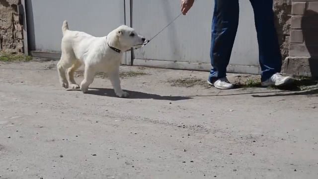 Девочка АЛИ АЛАДЖА ШАХРИЯР, 3 мес 1 неделя смотреть онлайн