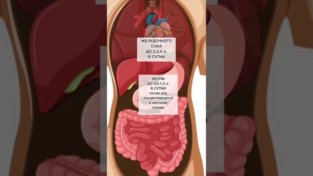 #Топ 3 для чего #важна #вода в организме.#худеемправильно #нутрициология #питание #рациональное