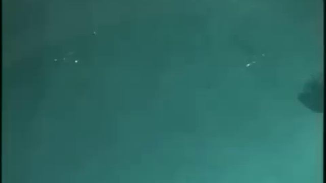 NEAR DEATH AT SEAWORLD KILLER WHALE  ATTACKS TRAINER