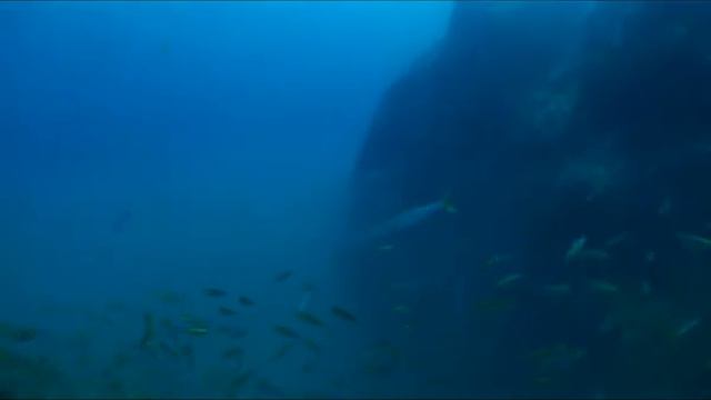Diving around Koh Tao and Koh Samui смотреть онлайн