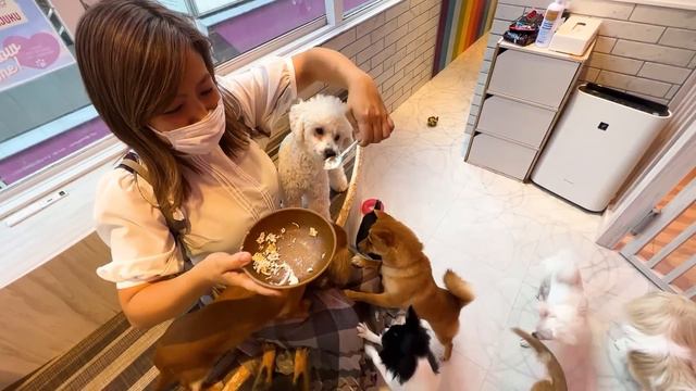 Animal Cafe with Ryan Emma and Kate! смотреть онлайн