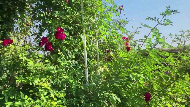 Вторая обработка сада от болезней. Саженцы. Спрашивайте каталог на вацап 89193271772