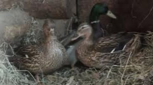 Подсадные утки и селезень для весенней охоты, подготовка заранее для начинающих.