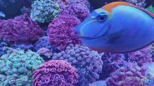 LPS mix reef 1000