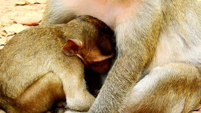 Baby Queenton feeling so comfort when got sweet milk from mom , ASMR Grooming смотреть онлайн