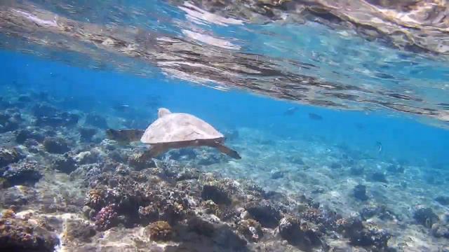 Tartaruga 🐢 Marsa Alam Shoni Bay Simone e Cristian смотреть онлайн