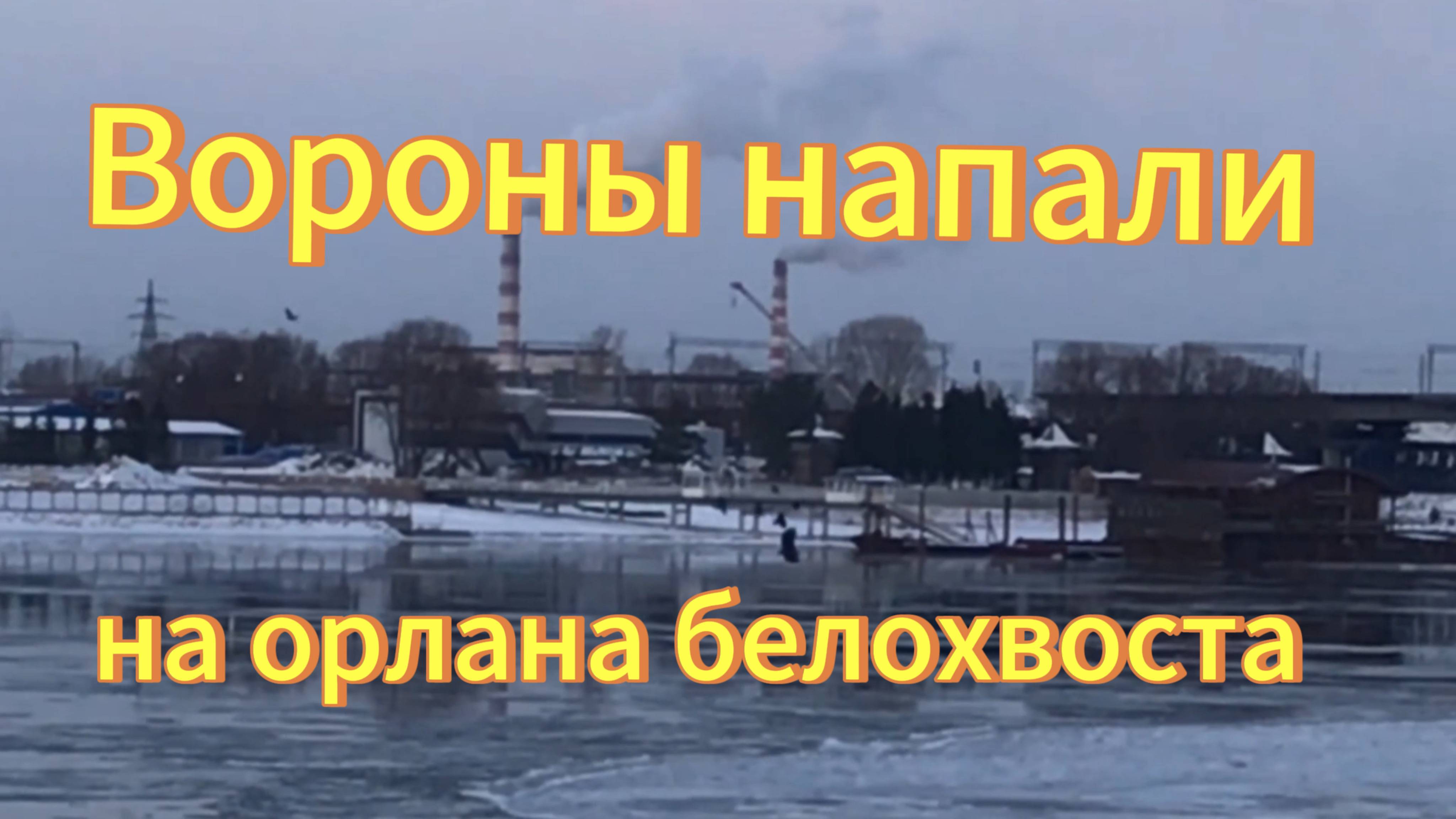 Орлан белохвост. Вороны напали на орлана белохвоста на Михайловской набережной в Новосибирске. смотреть онлайн