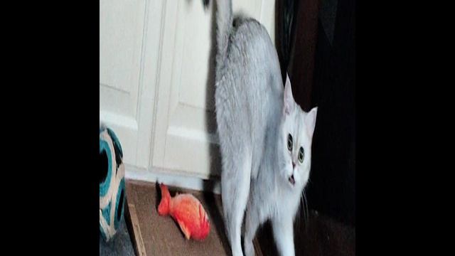 Новая когтеточка британской шиншиллы