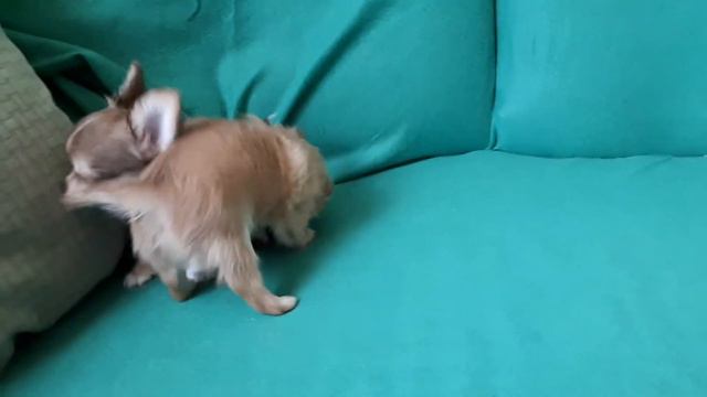 Малыши для души смотреть онлайн