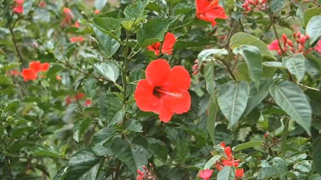La Fleur Que Tu M'Avais Jetée from Carmen by Bizet смотреть онлайн
