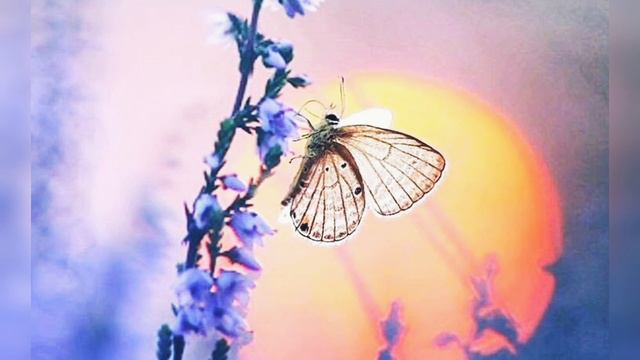 Уктам Муминов. Ташвиши   |   O'ktam Mo'minov. Tashvishi