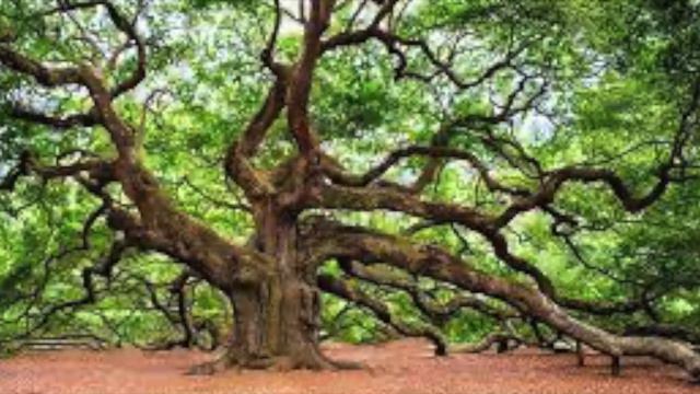 Fairy Story 13: Tovi, the New Mighty Oak to Be смотреть онлайн