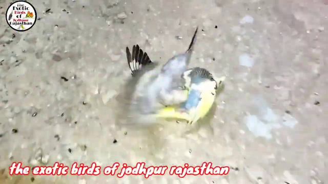 Budgies Parrot Fight Reason & Solution / How To Stop Austrelian Parrot Fight / Bajrigar Birds