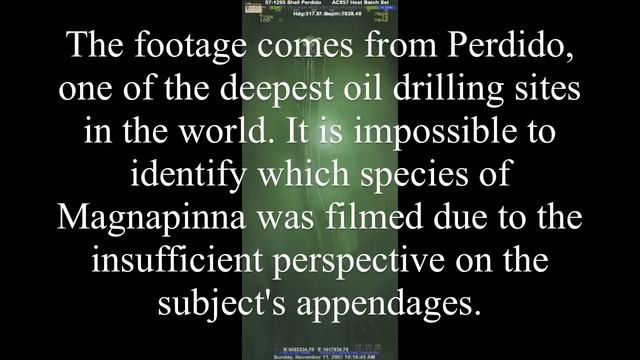 Magnapinna Squids - Deepsea Oddities