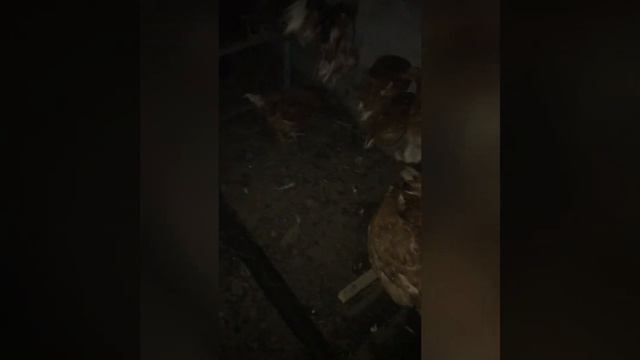 Несушки ломан браун доход смотреть онлайн