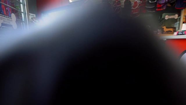 24 hrs siendo niñero de un lobo смотреть онлайн
