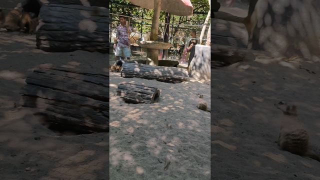 Сурикаты в сафари парке Бангкока смотреть онлайн