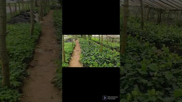 Budidaya Lada Tekken смотреть онлайн