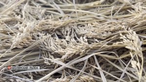 Дагестанские   фермеры одними из первых в стране начали уборку риса