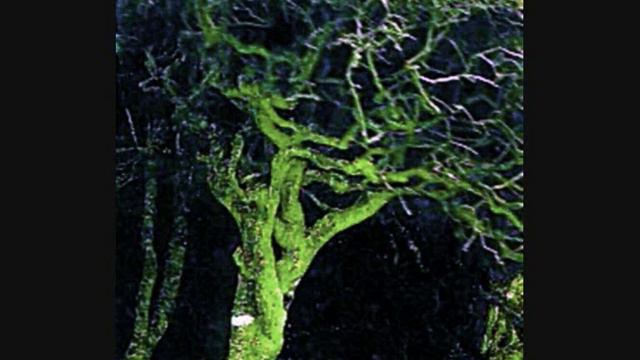 Lothlórien - Ghostwood смотреть онлайн