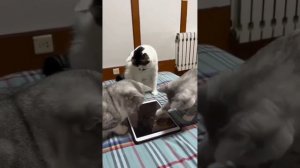 Котики играют на планшете