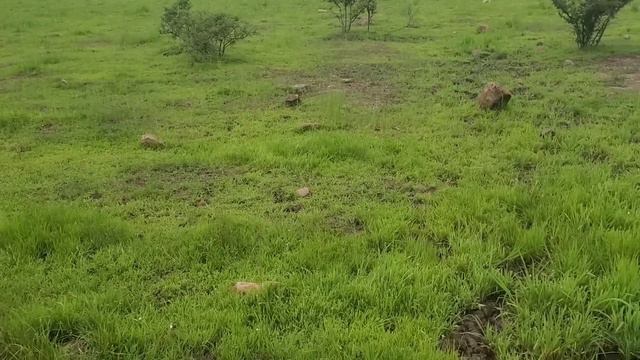 "¡Se salen los toros!" смотреть онлайн