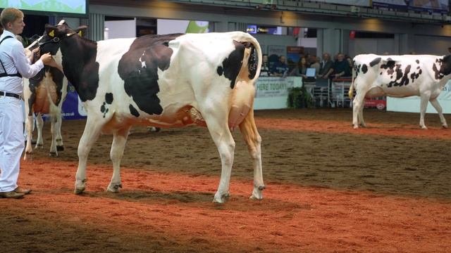 Holstein Senior 3 year old in milk.Cairnpat Samovar Melody.Judge: David Booth.UK Dairy Day. 4K Vide смотреть онлайн