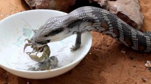 сообразительная и умная ящерица с синим языком. 
синеязыкий сцинк.