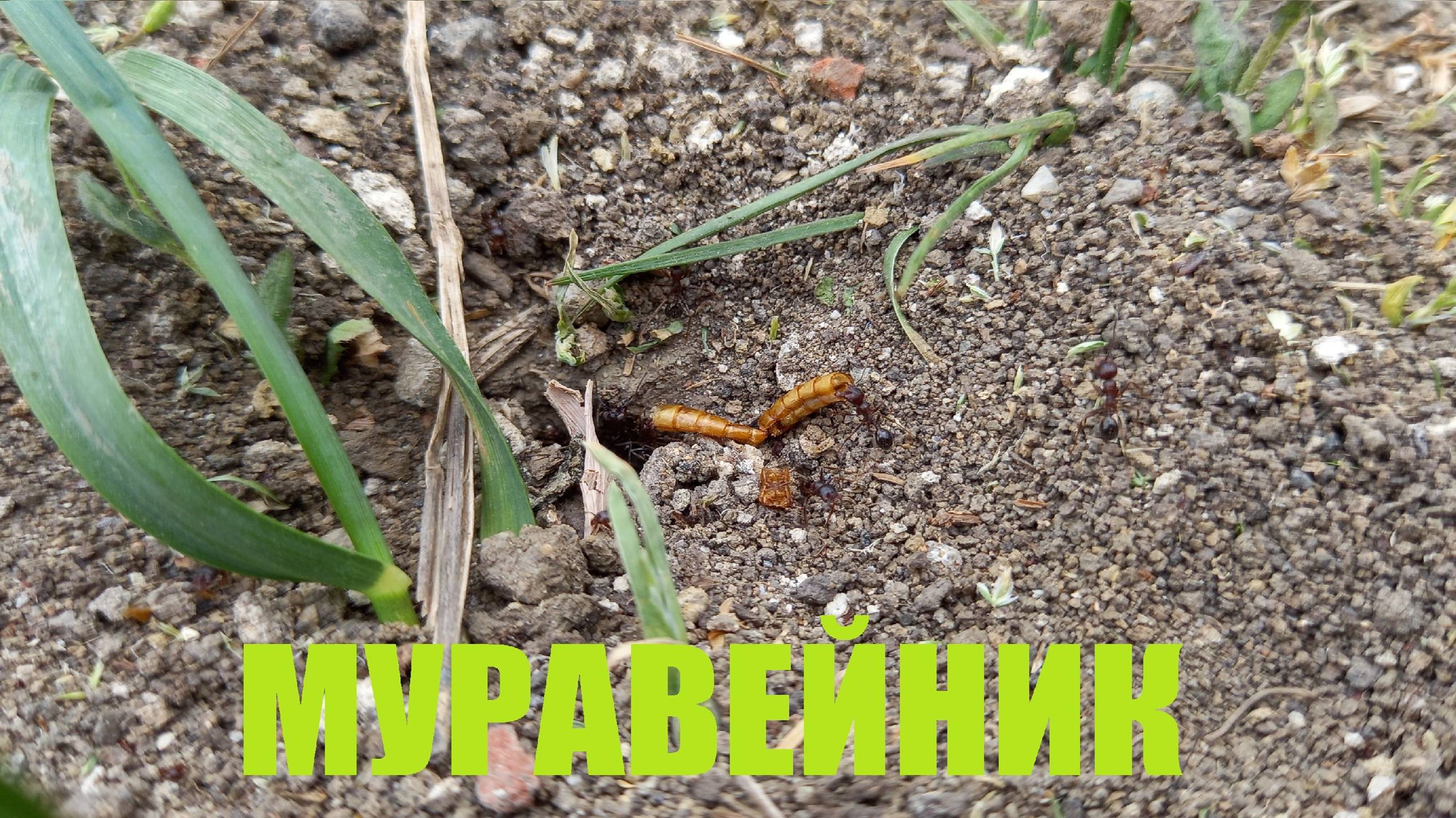 Муравьи 8 серия Дикий муравейник