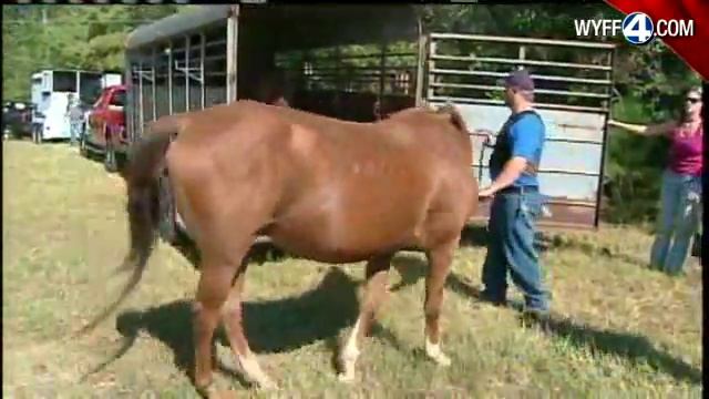 Rescuers, Animal Control Seize 35 Starving Horses смотреть онлайн