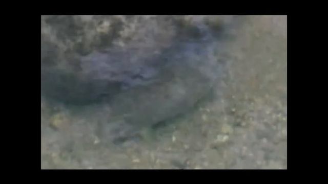 Salmon смотреть онлайн