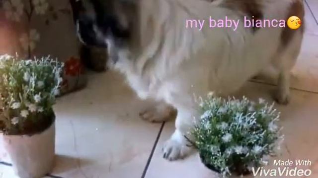 My baby bianca!!😏😏 смотреть онлайн