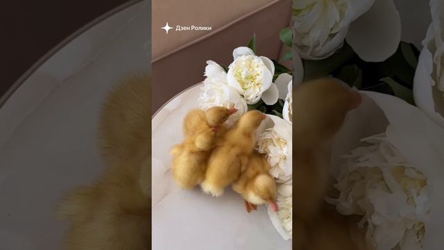 эстетика смотреть онлайн