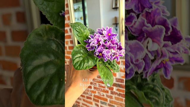 АВ-Тайны Востока, АВ-Волшебство, Mac's Carnival Clown - красивые фантазийные сорта на разных стадиях смотреть онлайн