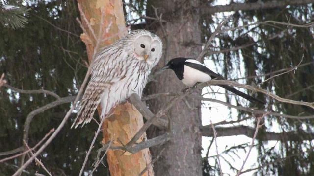 31 ЛИСА, СОВА И СОРОКА - Марийская Сказка - Читает Елена Кузнецова смотреть онлайн