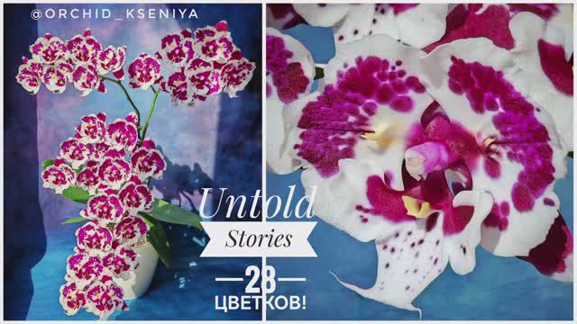 Phal.Untold Stories butterfly 🌸 Первое домашнее цветение голландской орхидеи бабочки | Обзор сорта смотреть онлайн