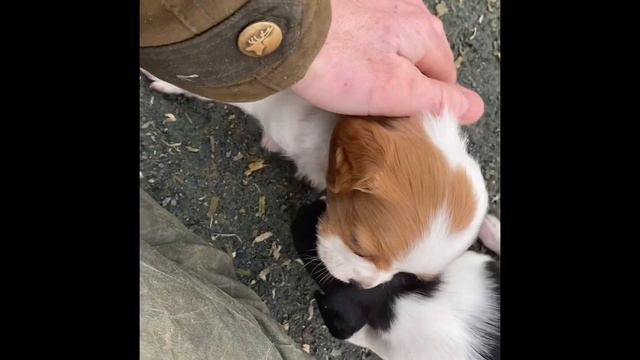 Chiots épagneul breton de 1 mois смотреть онлайн