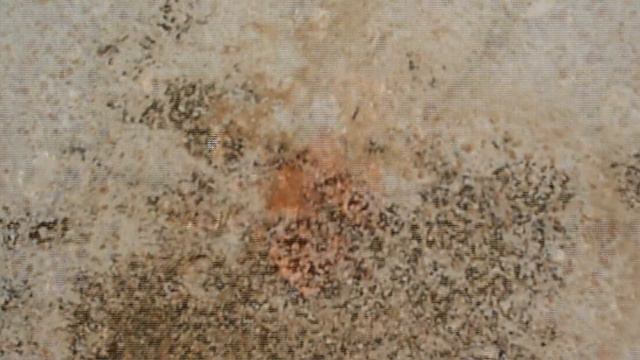 Penicillium: Common Indoor Contaminant смотреть онлайн