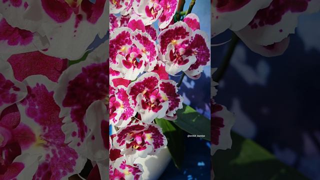 Phal.Untold Stories butterfly|Первое домашнее цветение голландской орхидеи бабочки|Фаленопсис биглип смотреть онлайн