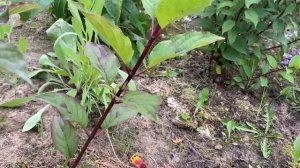 Обзор моих гортензий, растущих на Севере.