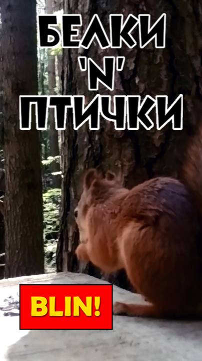 БЕЛКИ-ПТИЧКИ - Буду Ждать