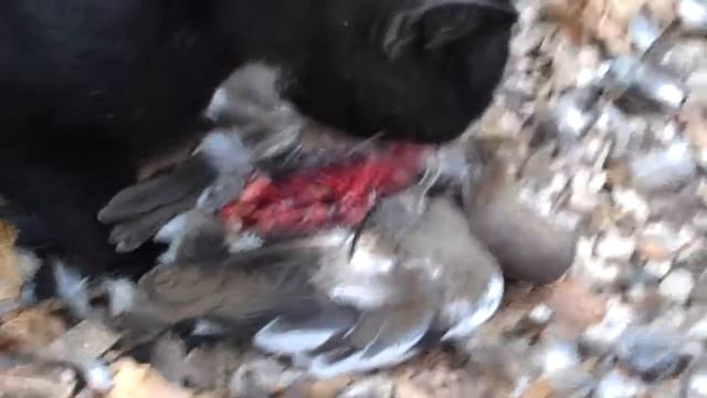 panther feeding pt3 смотреть онлайн