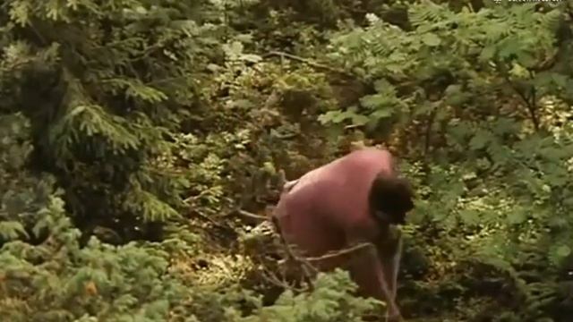 Rampe ja Naukkis - Naukkis myrkyttää смотреть онлайн