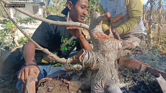 Belajar Bersama Membuat Bonsai Dari Nol смотреть онлайн