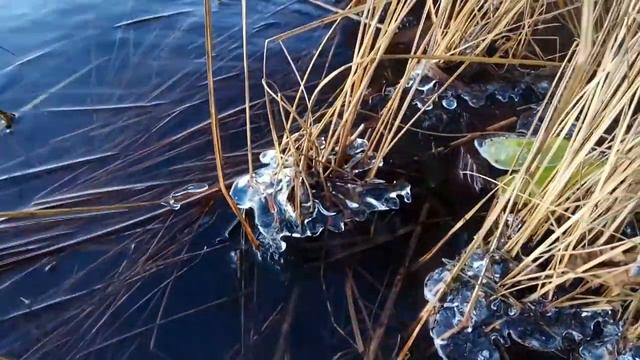 VID 20201207 155642 Скол звёздный в сердце... Павел Васильев Лахтинский смотреть онлайн