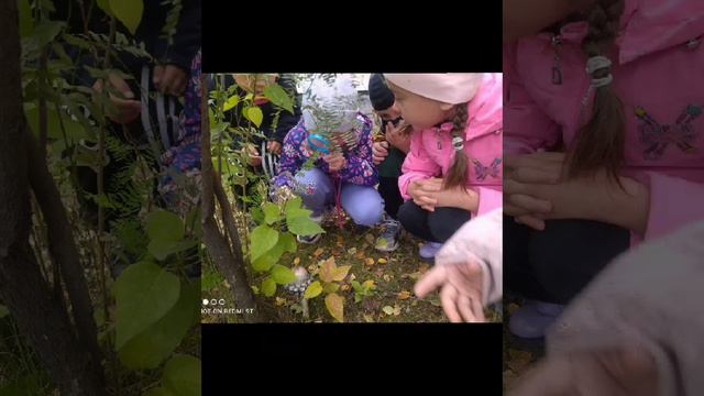 Такие разные грибы. ДОУ 45 Братск смотреть онлайн