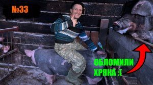№33 ИСКУССТВЕННОЕ ОСЕМЕНЕНИЕ В ДОМАШНИХ УСЛОВИЯХ 👆СВИНКИ (свиней)ПОРОДЫ ПЬЕТРЕН👍
