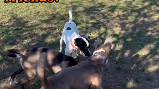 Olivia смотреть онлайн